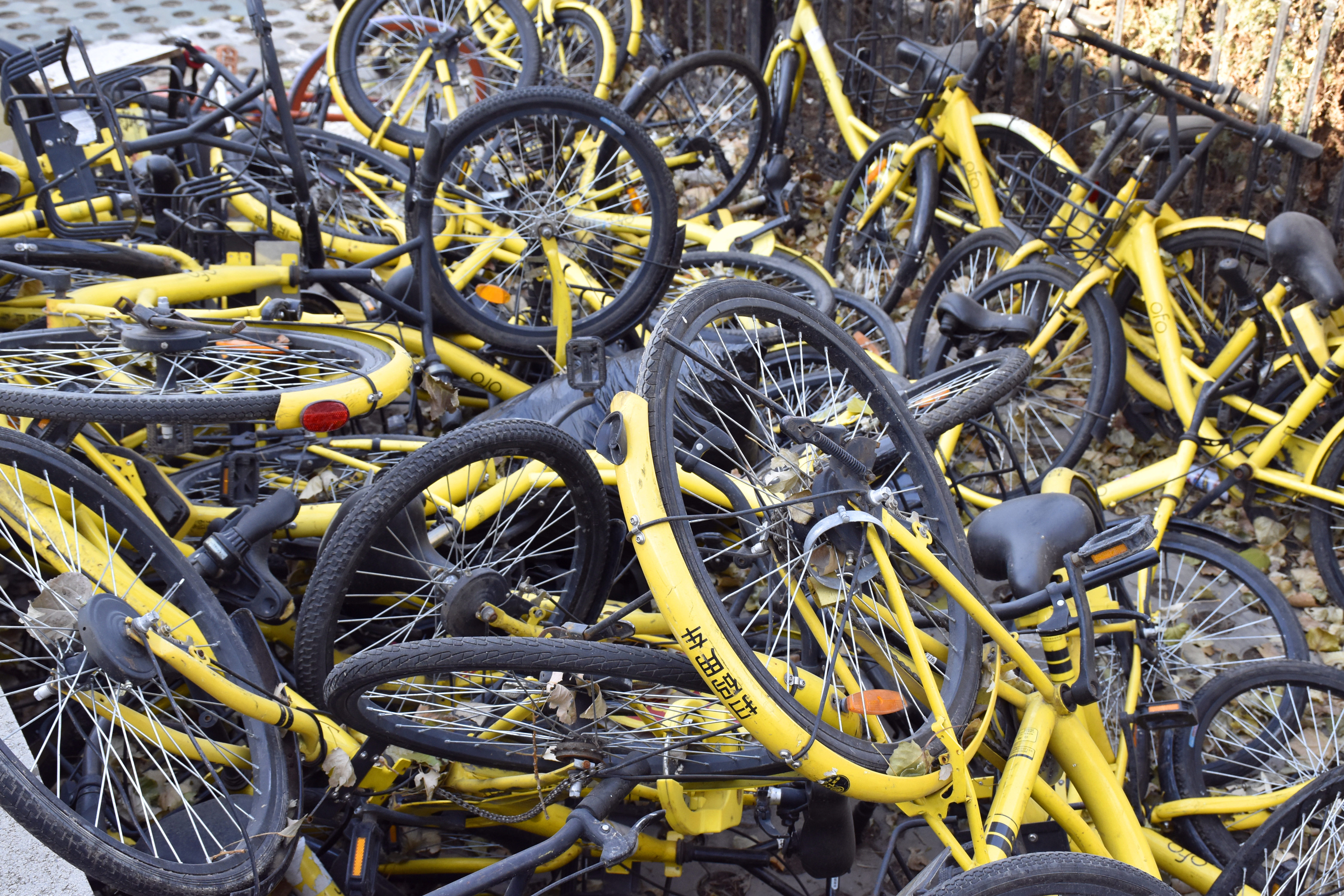 ofo bike news