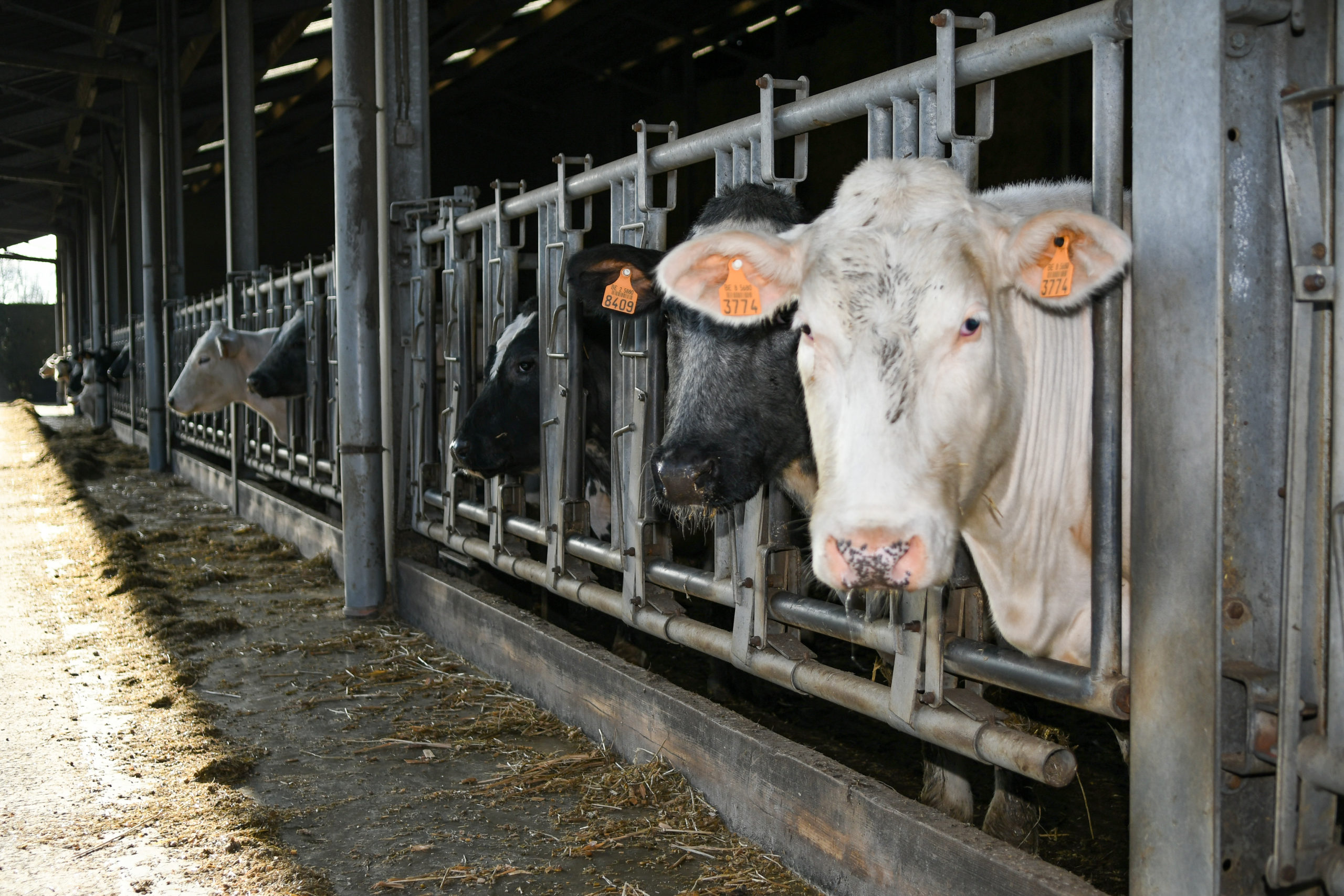 Feed additive reduces cow’s methane emissions by 27 to 40%
