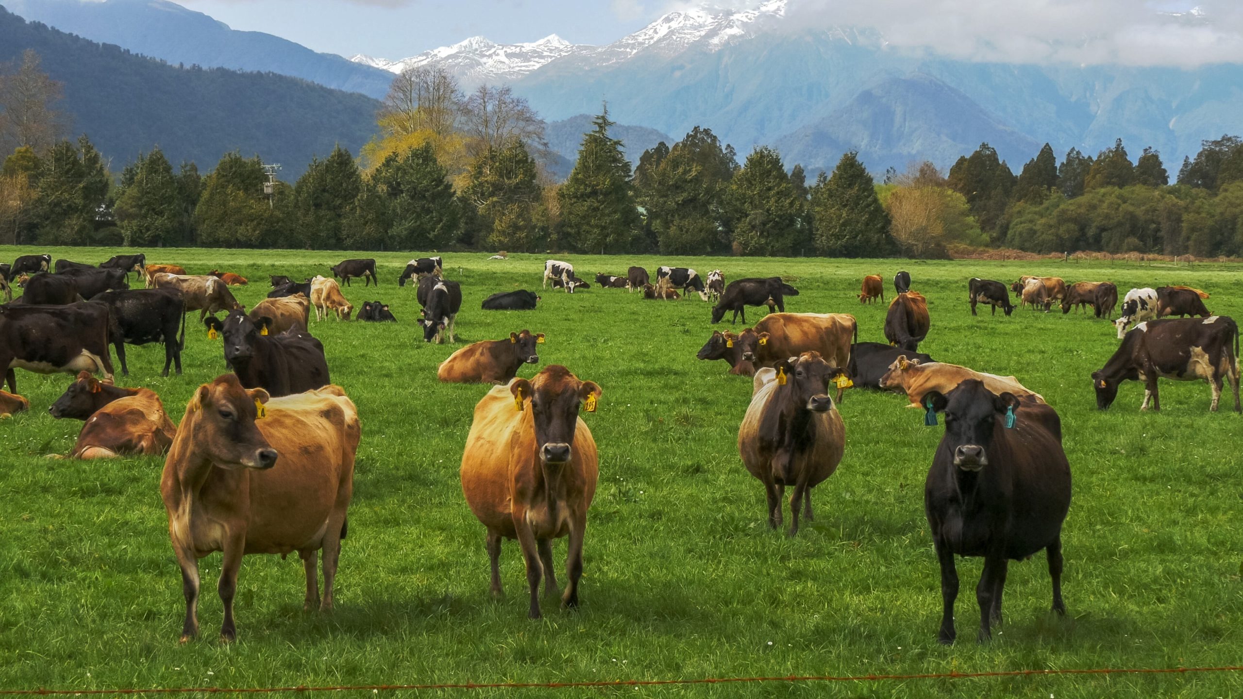 Nieuw-Zeeland: 'minder koeien en meer EV's om broeikasgassen te verminderen'.