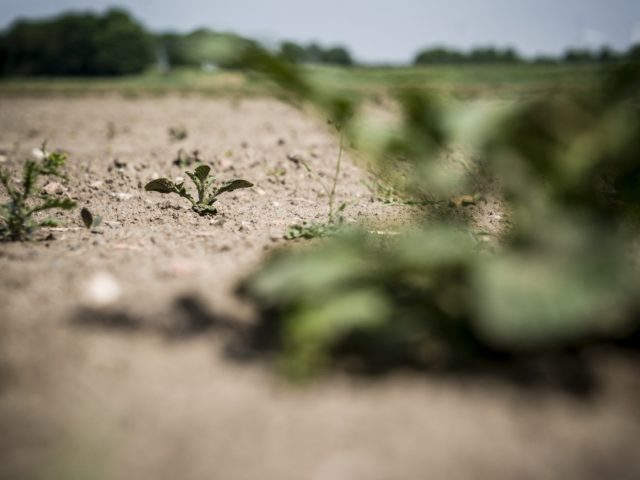 KNMI néerlandais : "2022 a été l'année la plus sèche et la plus ensoleillée jamais enregistrée".