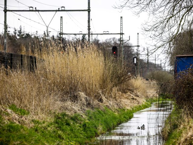 Dassenpopulatie legt Nederlands treinverkeer lam